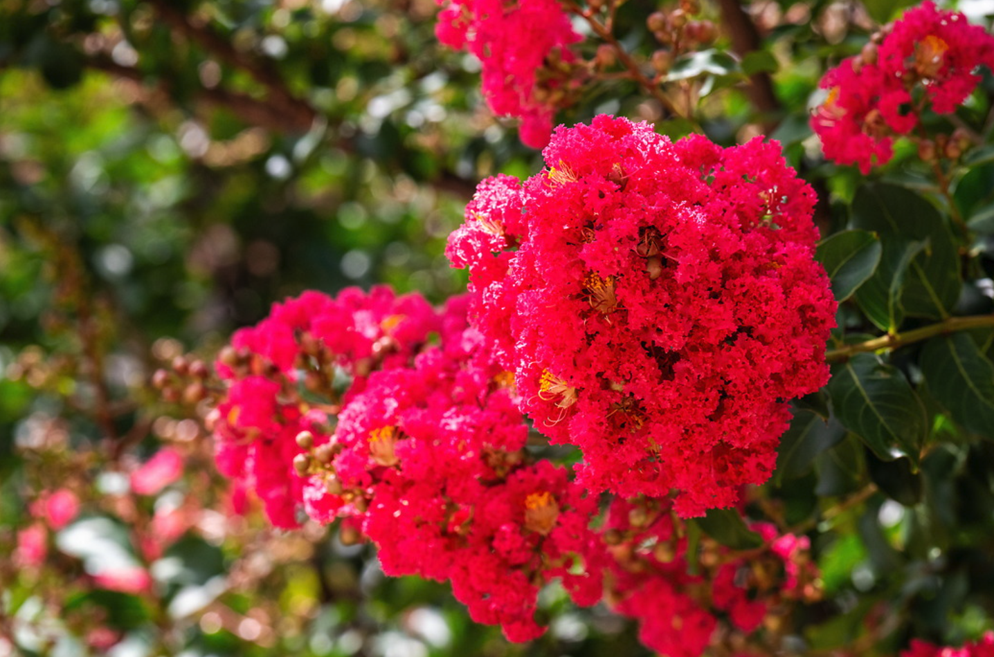 Up close picture of pink flowers.
